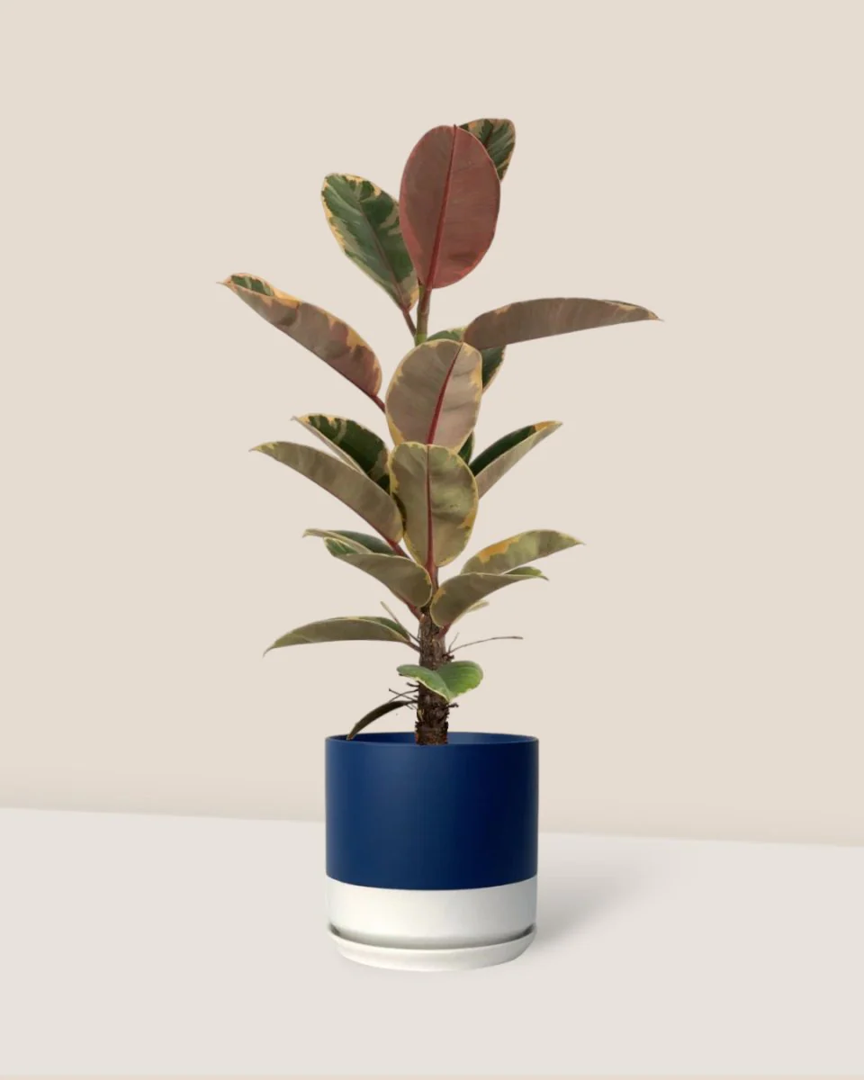 Ficus Elastica Ruby - Junior - Image 14