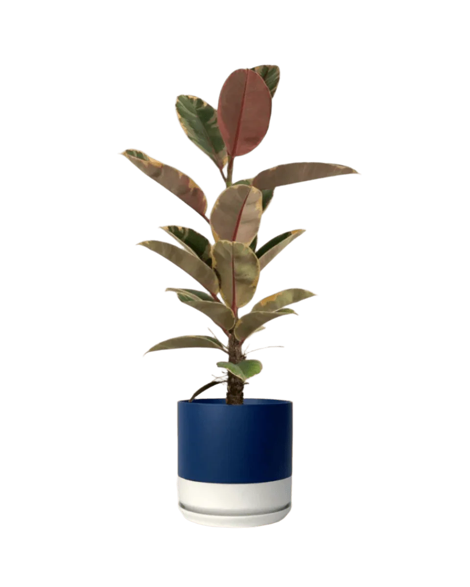 Ficus Elastica Ruby - Junior - Image 15