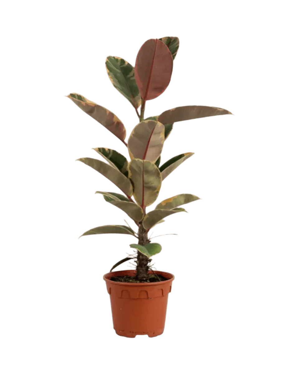 Ficus Elastica Ruby - Junior - Image 16