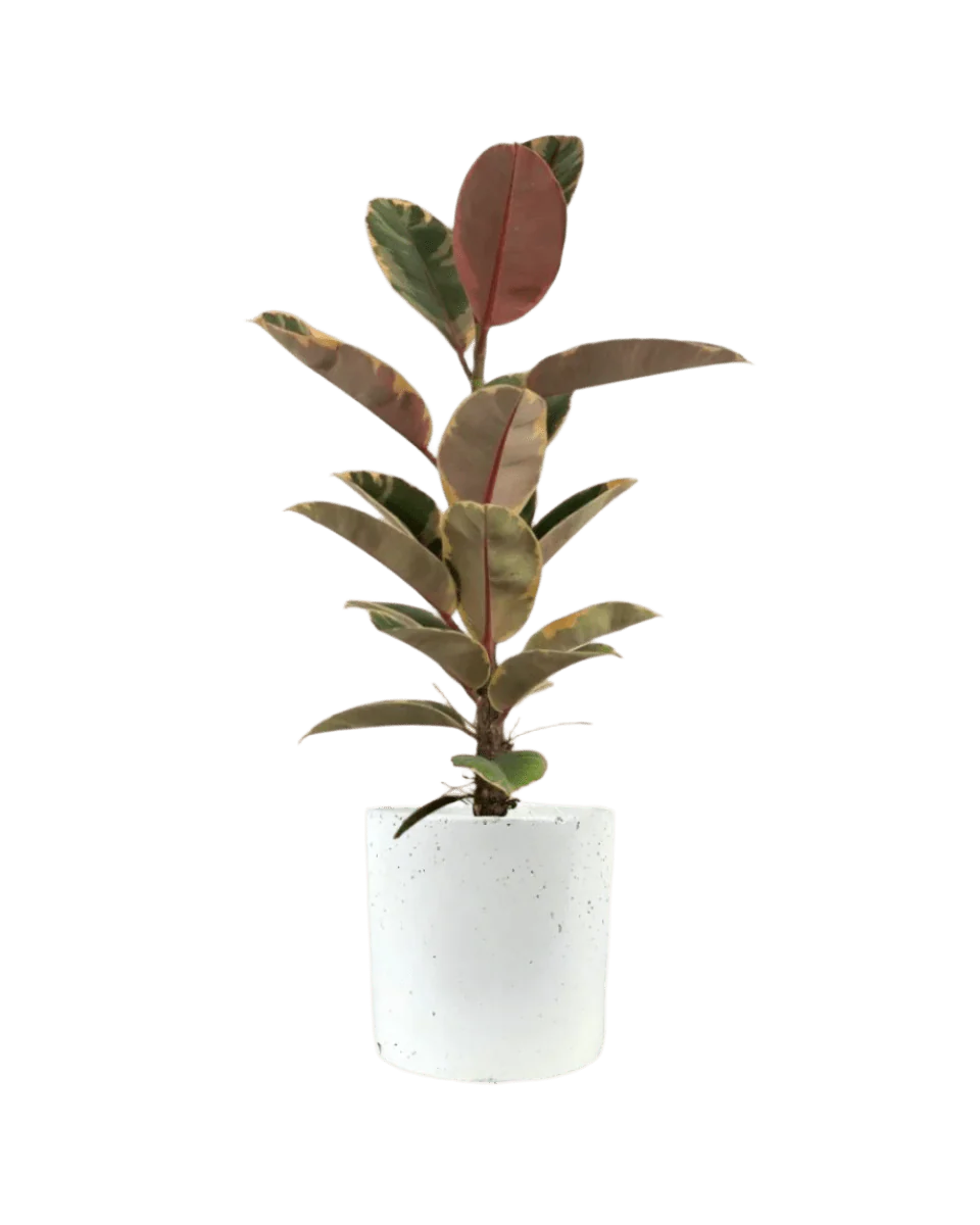 Ficus Elastica Ruby - Junior - Image 9