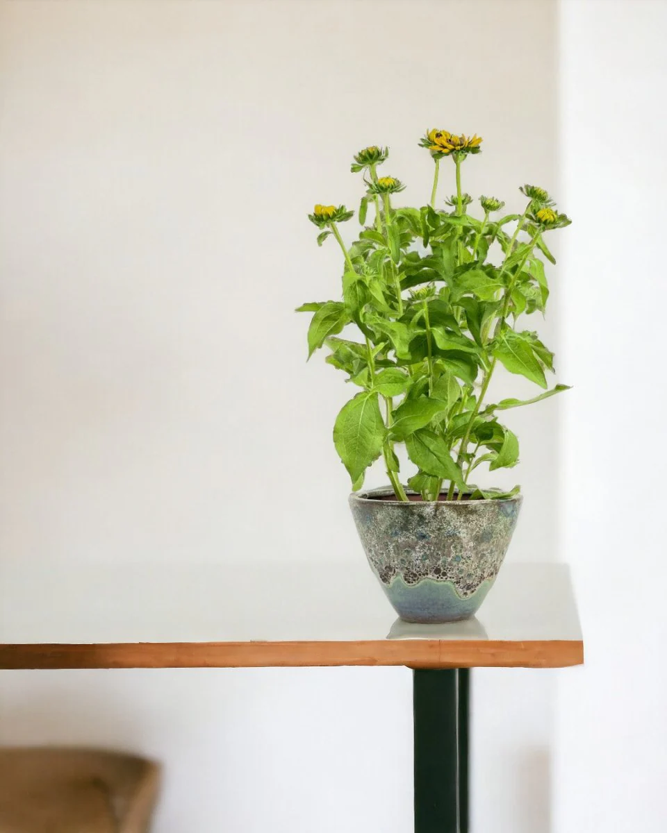 Rudbeckia Hirta Plant - Image 2
