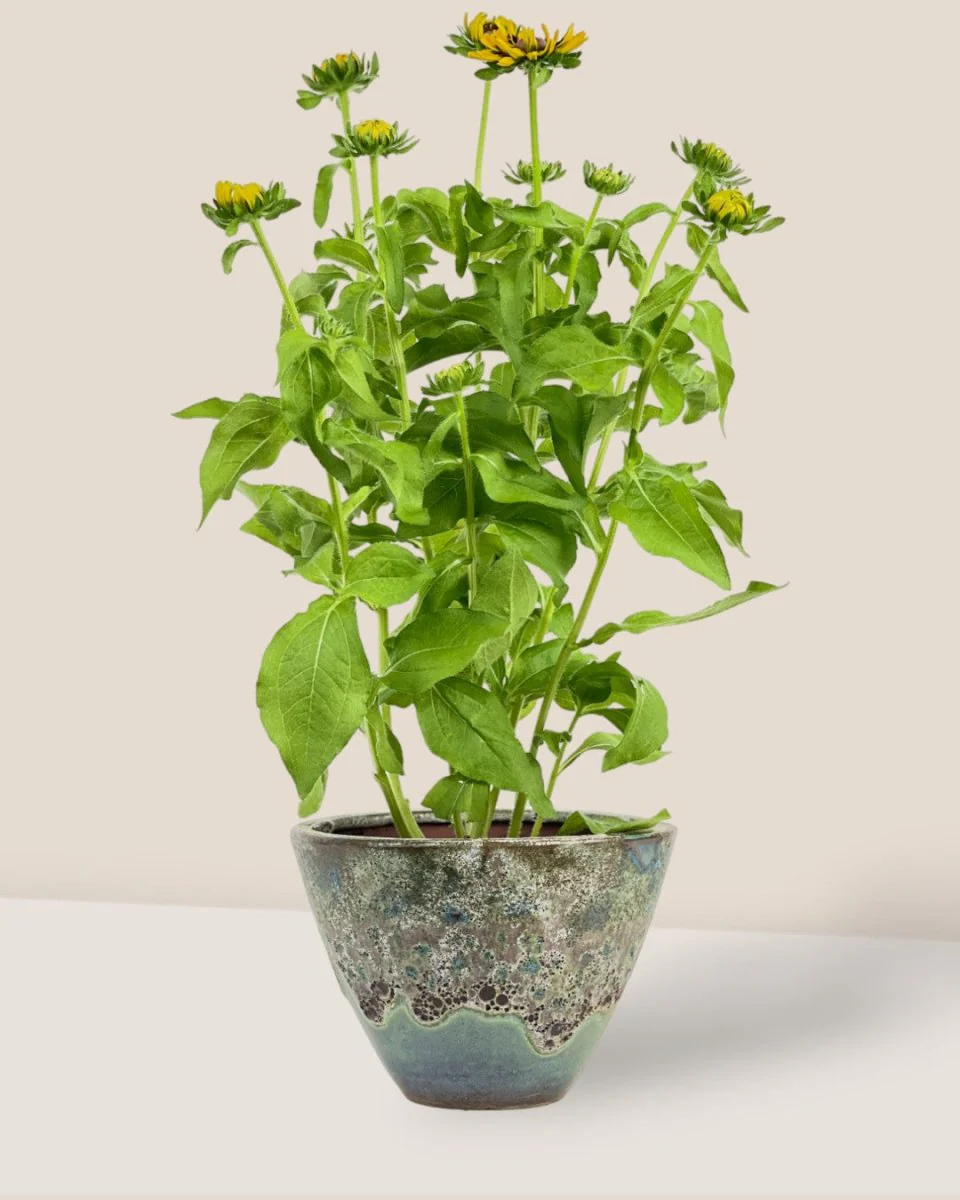 Rudbeckia Hirta Plant - Image 3