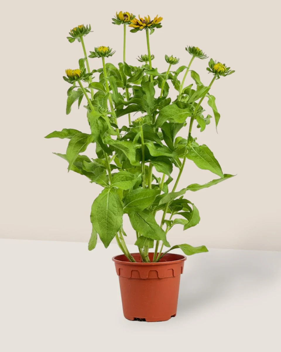 Rudbeckia Hirta Plant - Image 4