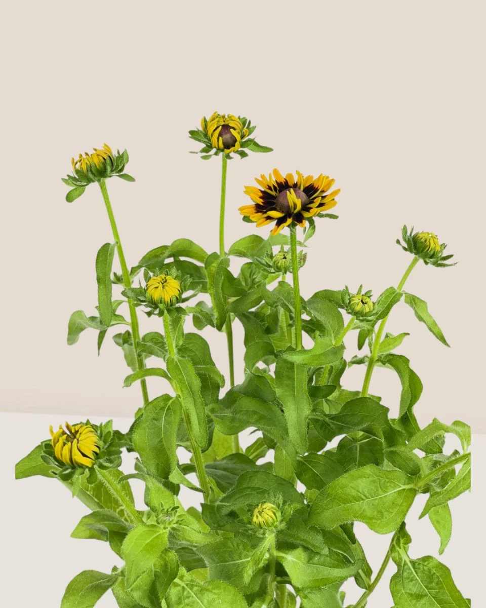 Rudbeckia Hirta Plant - Image 5