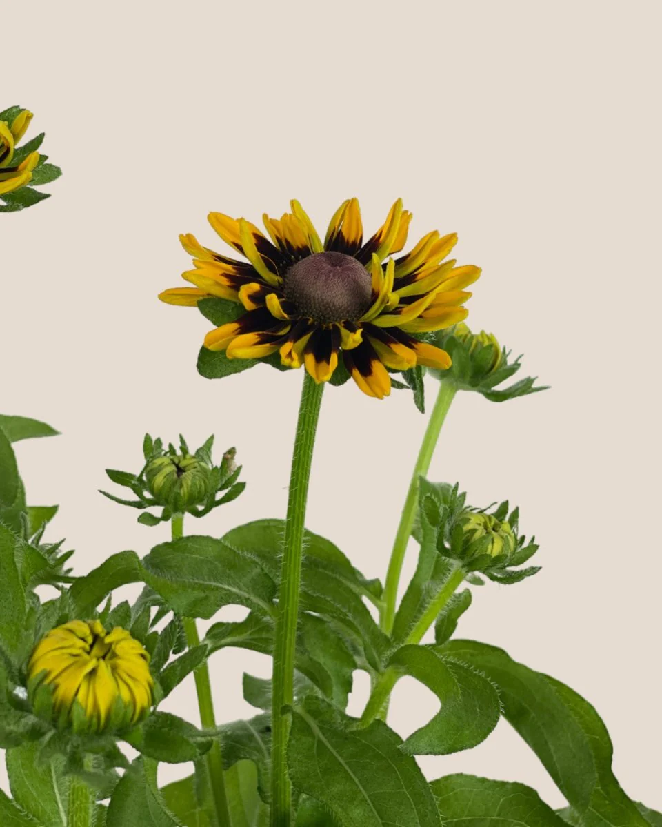 Rudbeckia Hirta Plant - Image 6