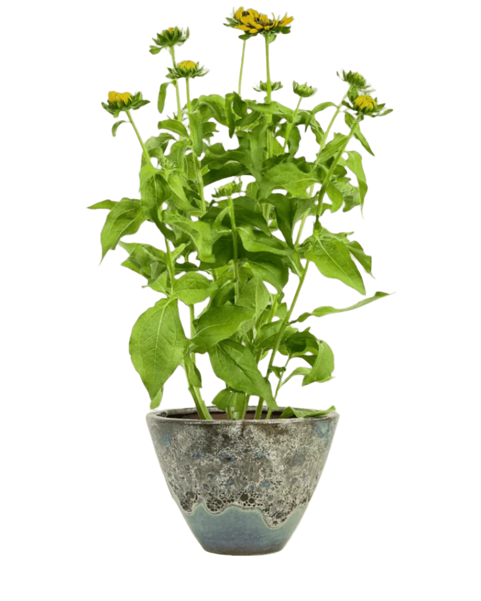 Rudbeckia Hirta Plant - Image 7