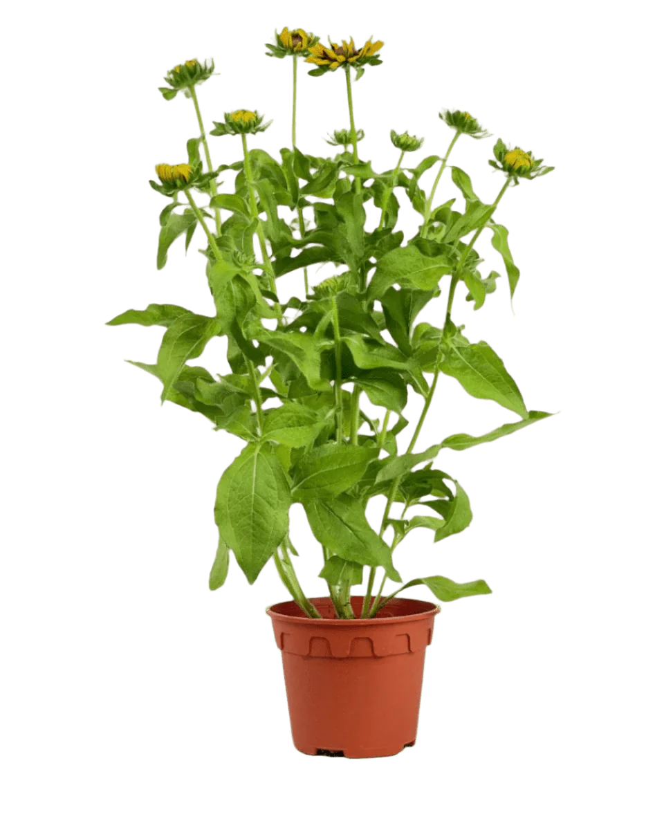Rudbeckia Hirta Plant - Image 8