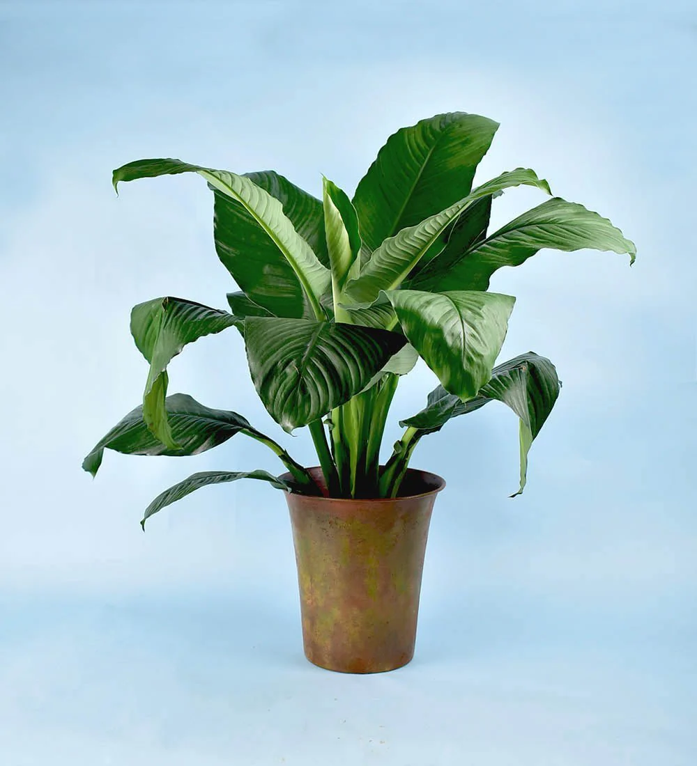 Rusty Pot Planter - Image 2