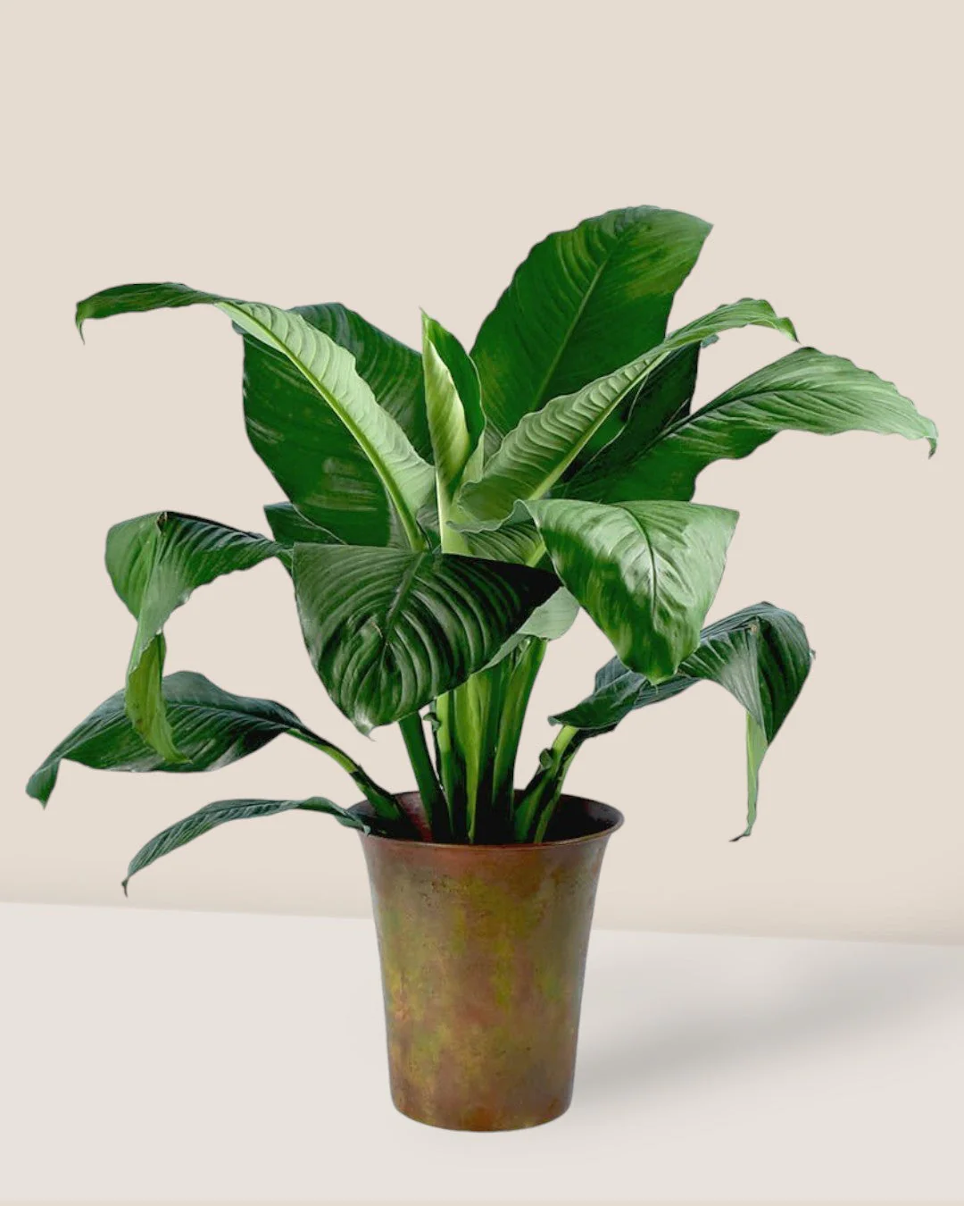 Rusty Pot Planter - Image 3