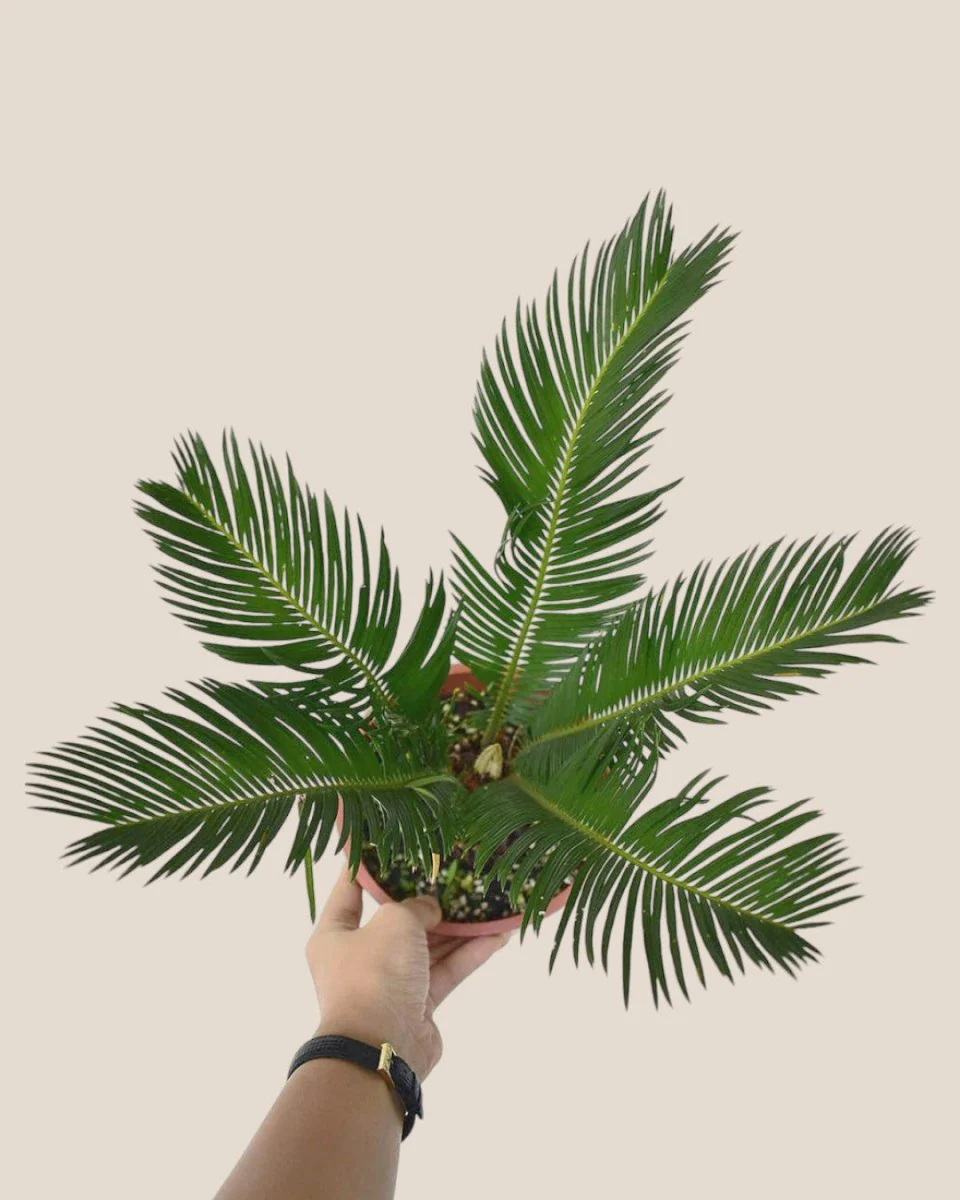 Sago Palm (0.3m) - Image 10