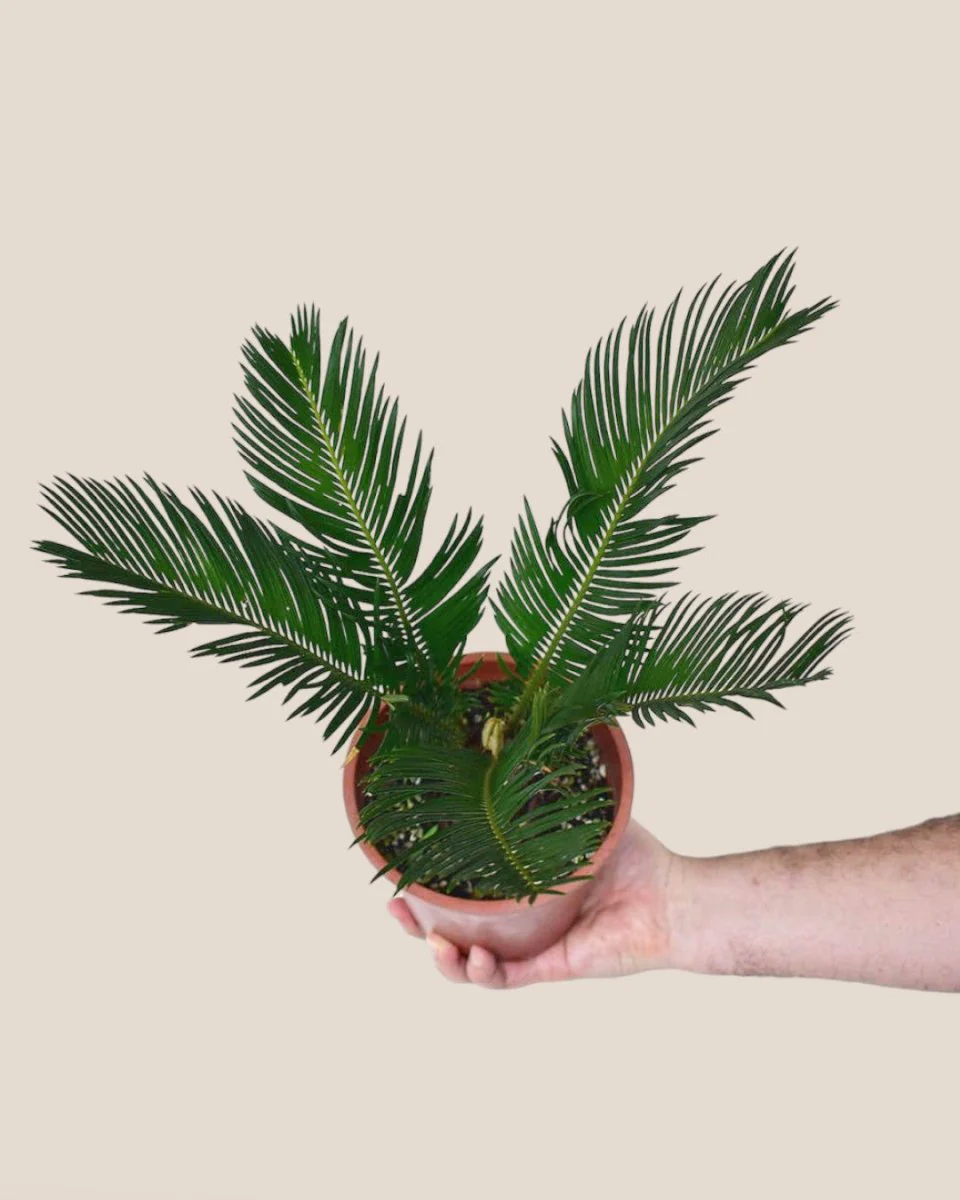 Sago Palm (0.3m) - Image 11
