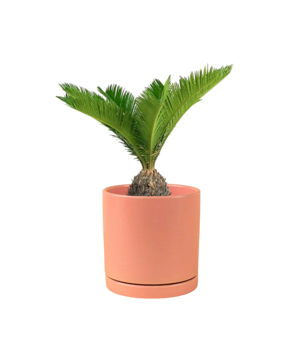 Sago Palm (0.3m) - Image 12