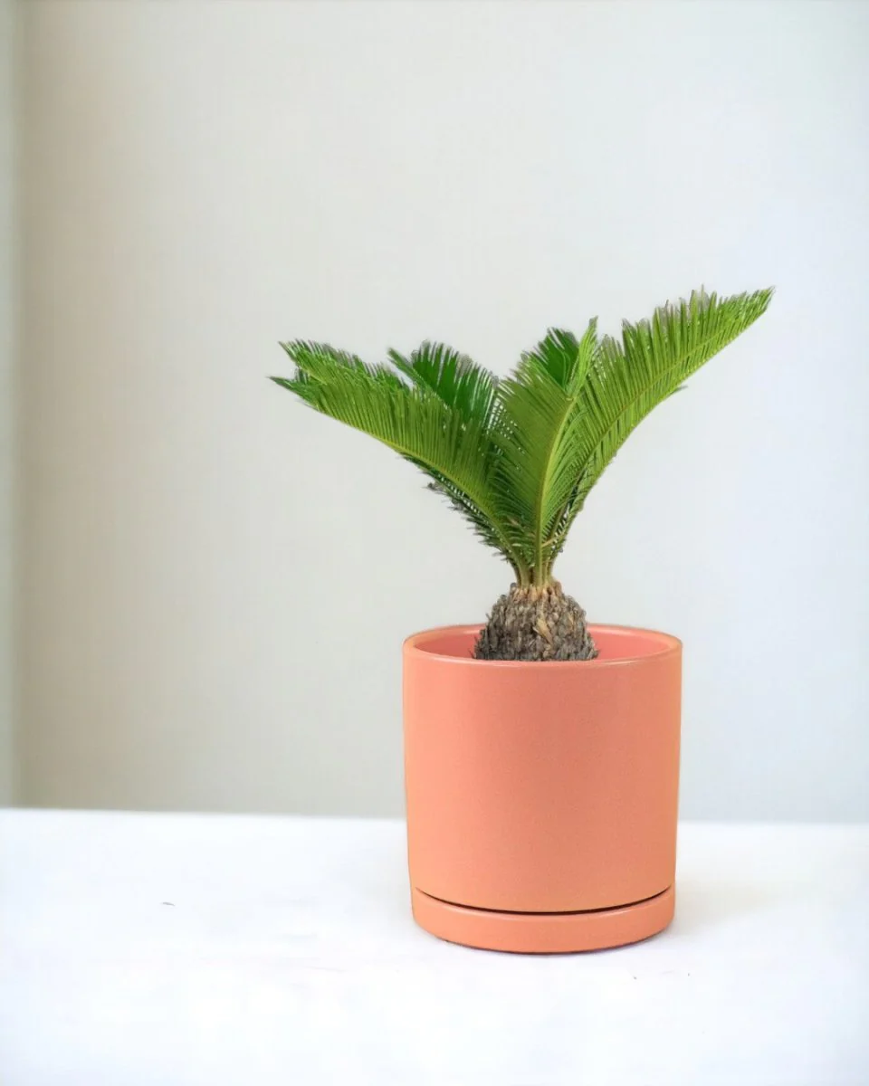 Sago Palm (0.3m) - Image 13