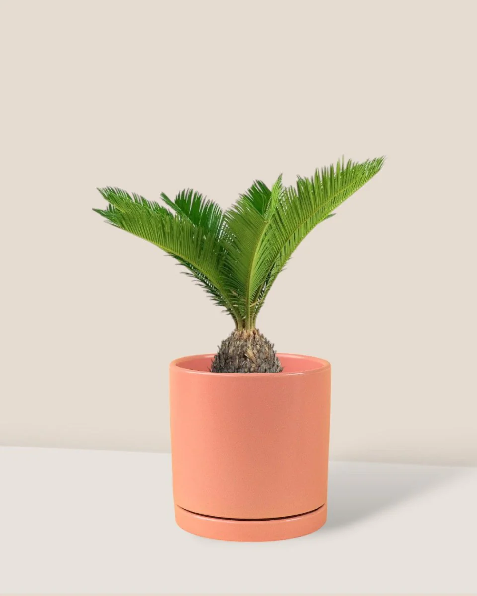 Sago Palm (0.3m) - Image 14
