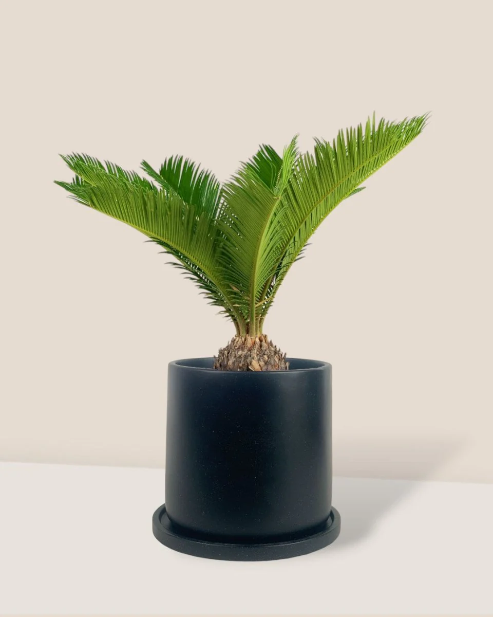 Sago Palm (0.3m) - Image 15