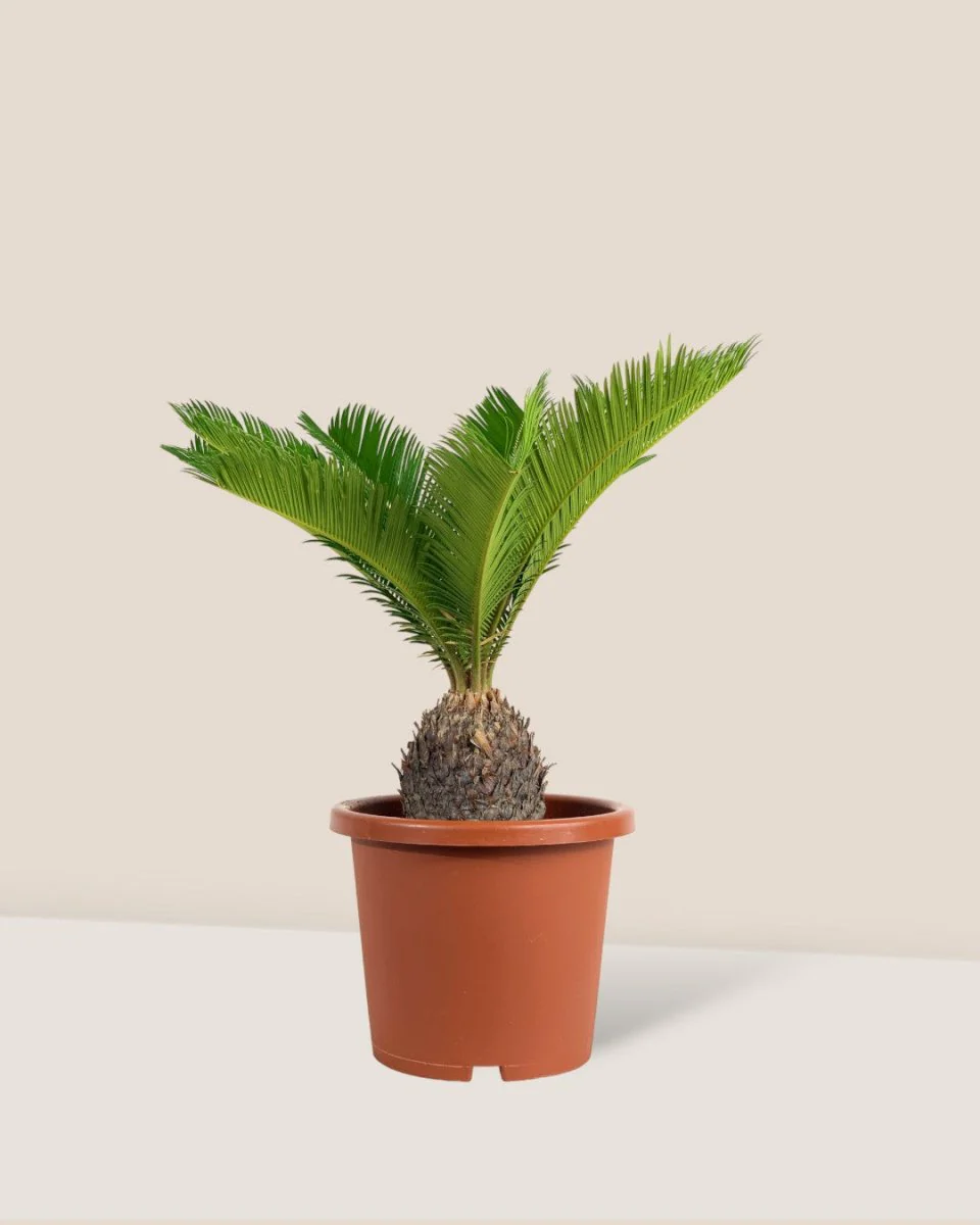 Sago Palm (0.3m) - Image 16