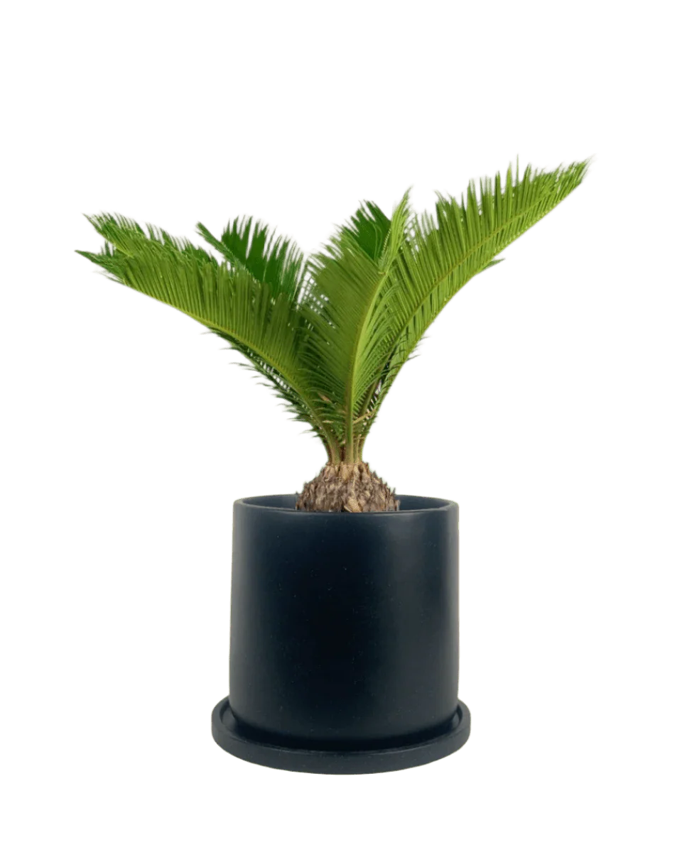 Sago Palm (0.3m) - Image 17