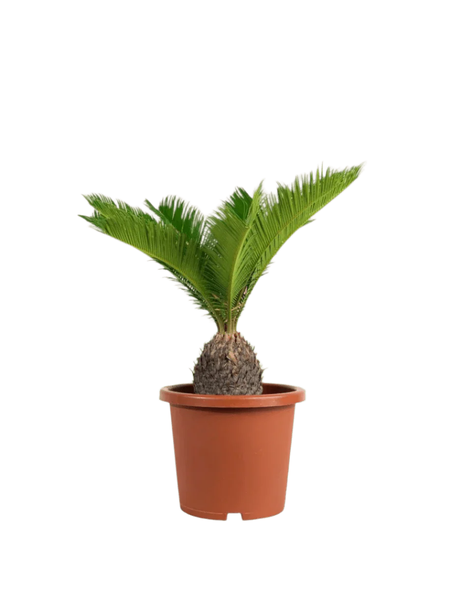 Sago Palm (0.3m) - Image 18