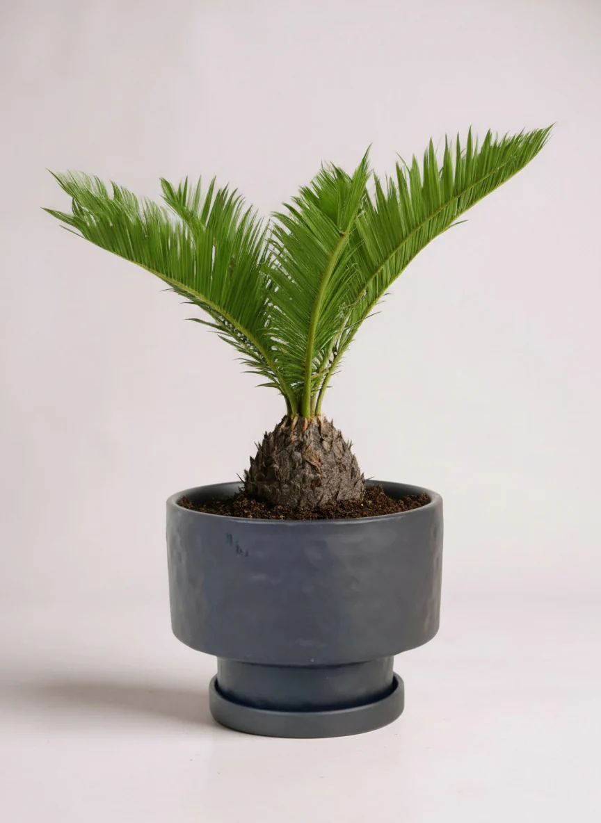Sago Palm (0.3m) - Image 6