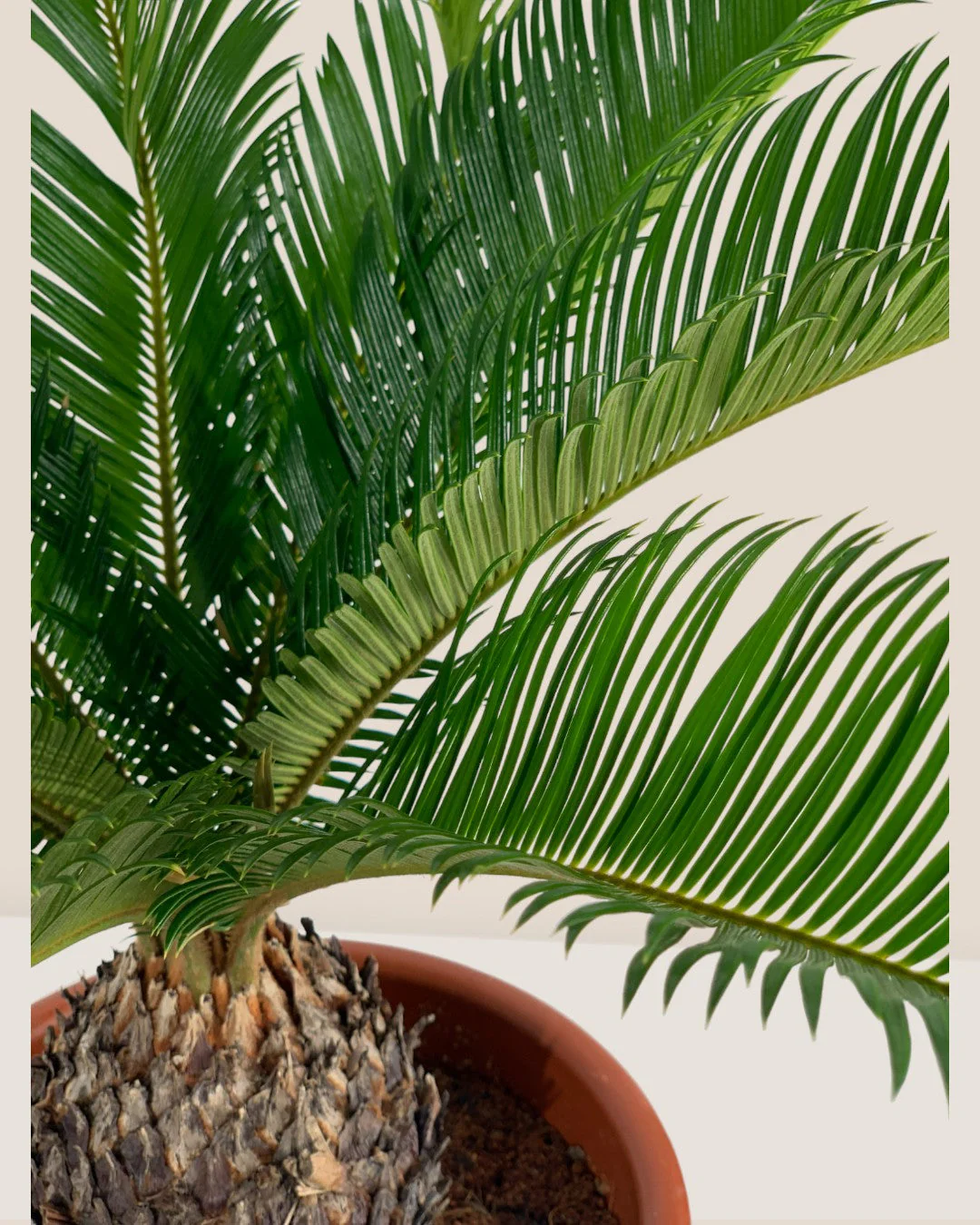 Sago Palm (0.3m) - Image 8