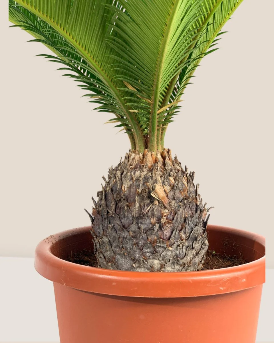 Sago Palm (0.3m) - Image 9