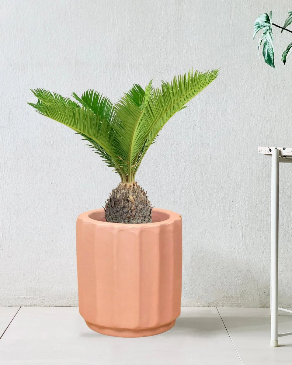 Sago Palm (0.6m) - Image 2