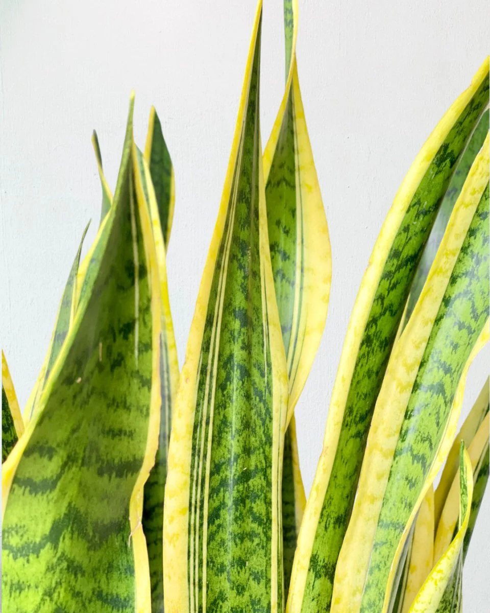 Sanseviera Trifasciata Laurentii Standard - Image 2