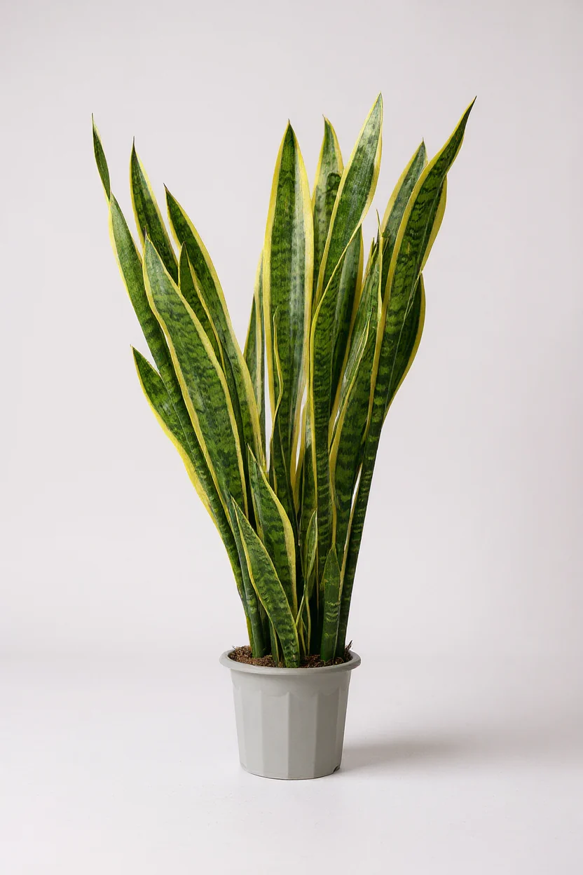 Sanseviera Trifasciata Laurentii Standard - Image 4