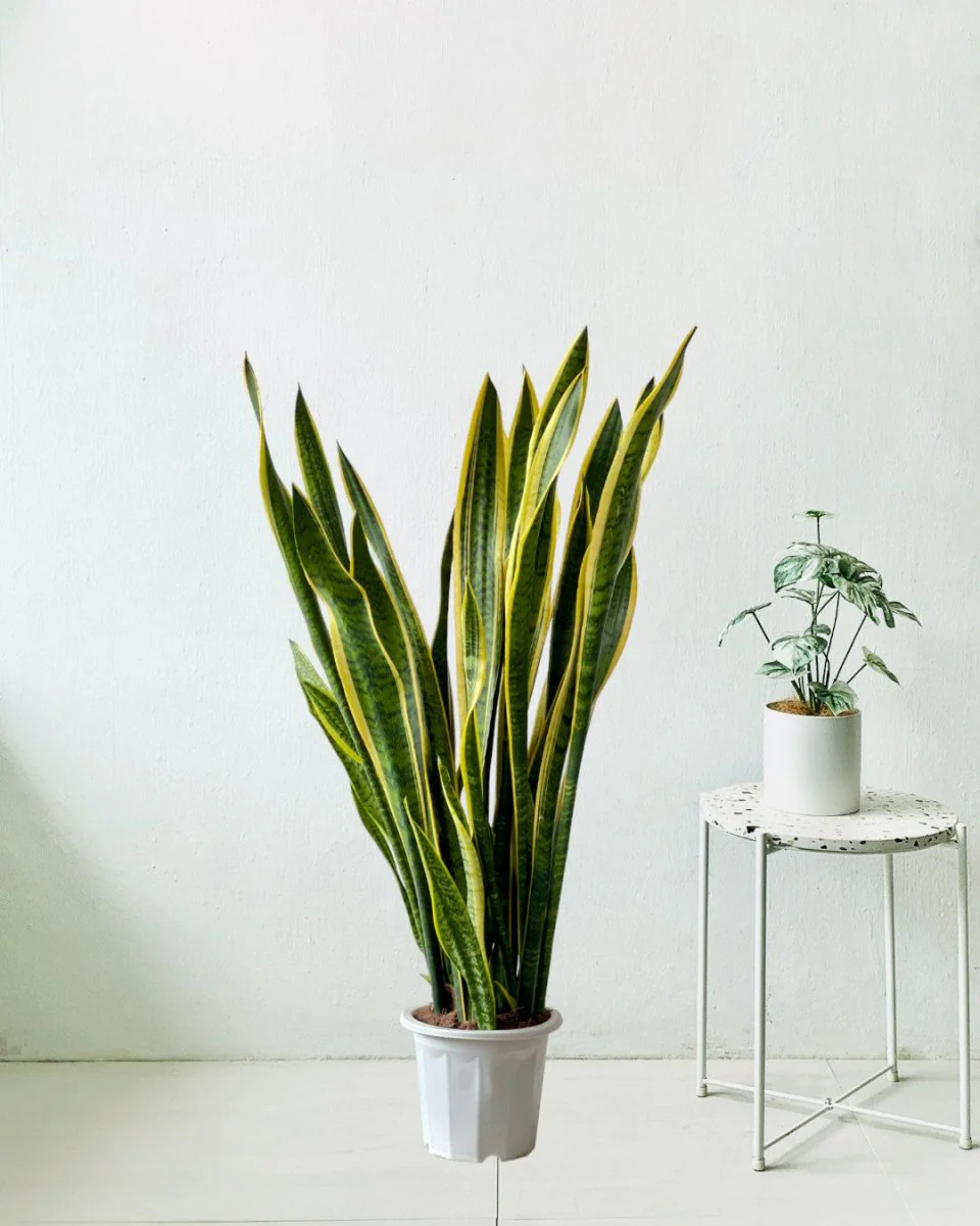 Sanseviera Trifasciata Laurentii Standard - Image 8