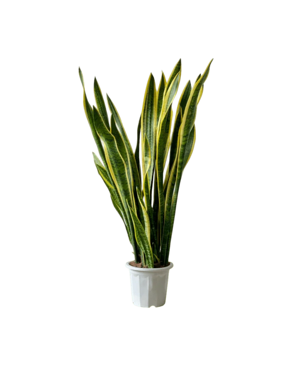 Sanseviera Trifasciata Laurentii Standard - Image 9