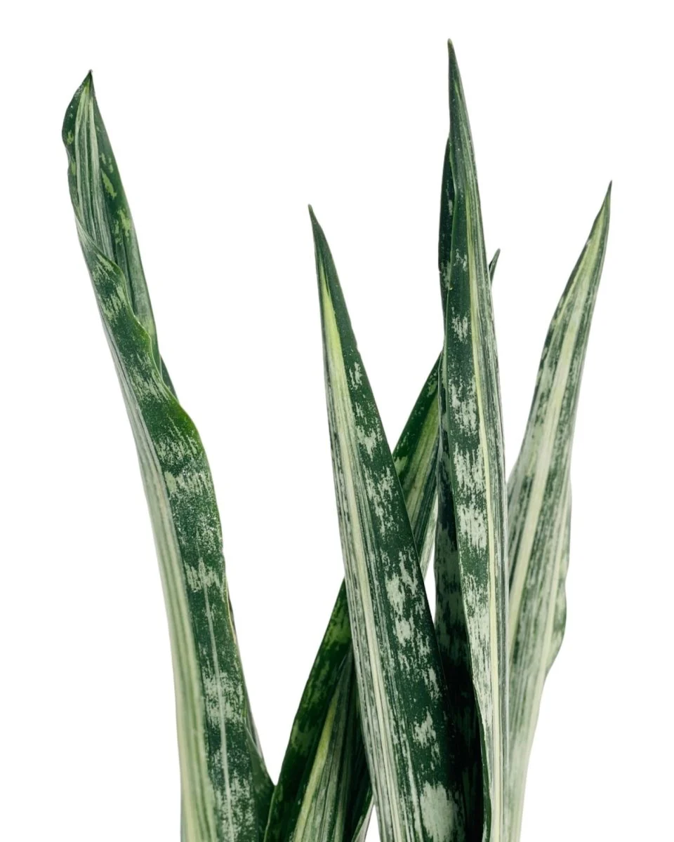 Sansevieria Trifasciata 'Bantel's Sensation' - Image 7