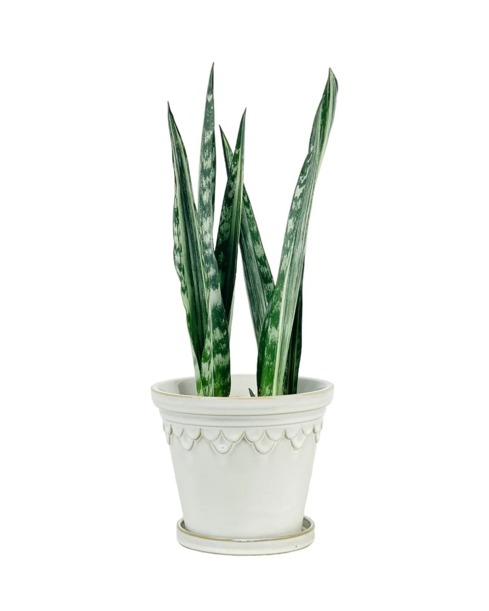 Sansevieria Trifasciata 'Bantel's Sensation' - Image 8