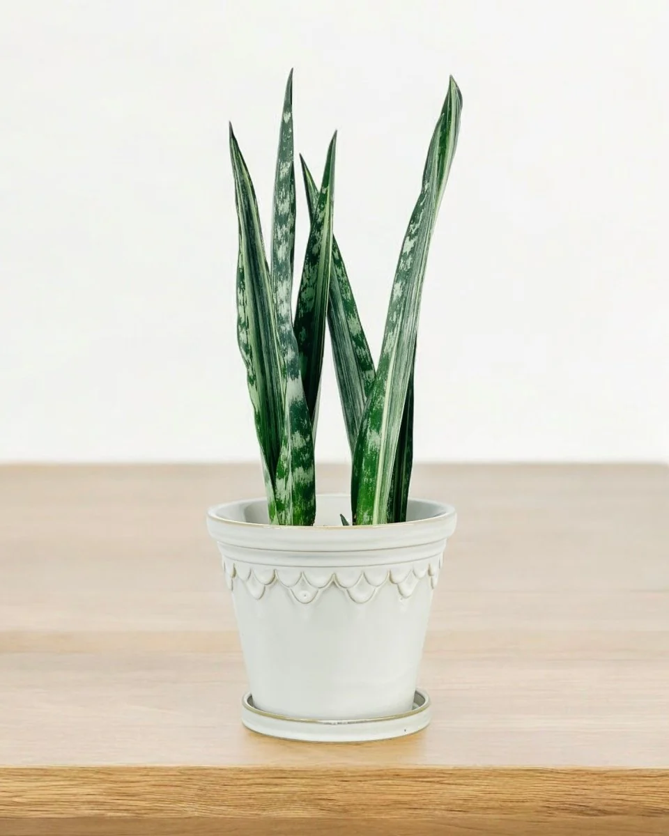 Sansevieria Trifasciata 'Bantel's Sensation' - Image 9