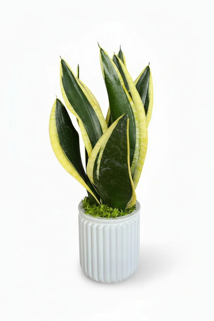 Sansevieria Trifasciata Laurentii Hydro - Self Watering - Image 7