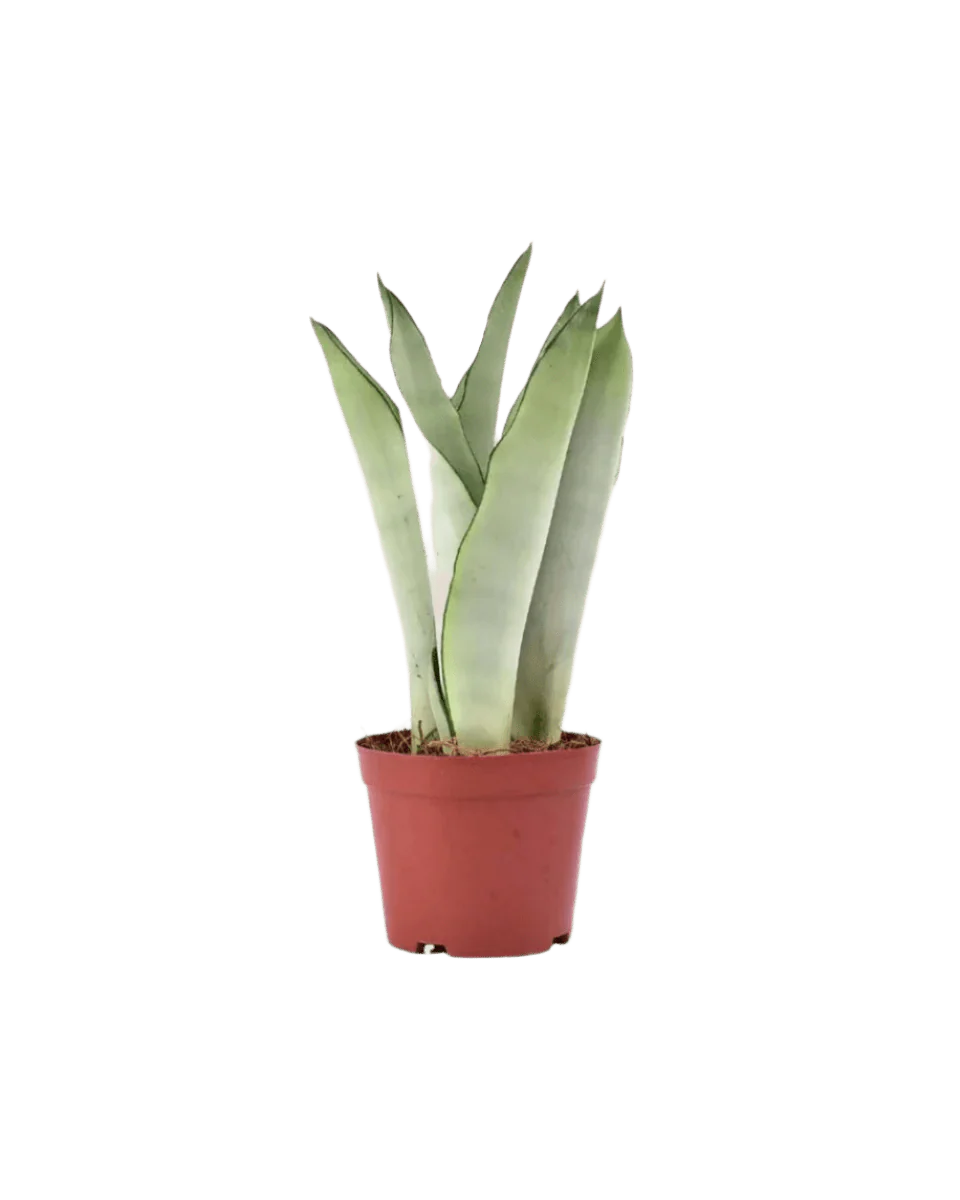 Sansevieria Moonshine - Image 10
