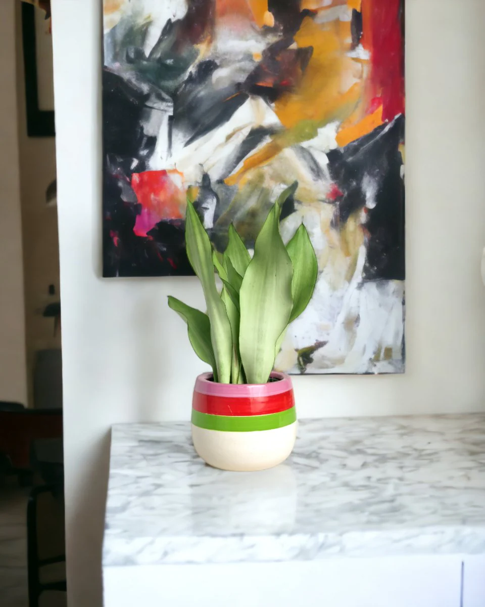 Sansevieria Moonshine - Image 2