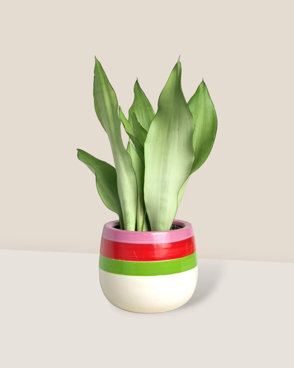 Sansevieria Moonshine - Image 3