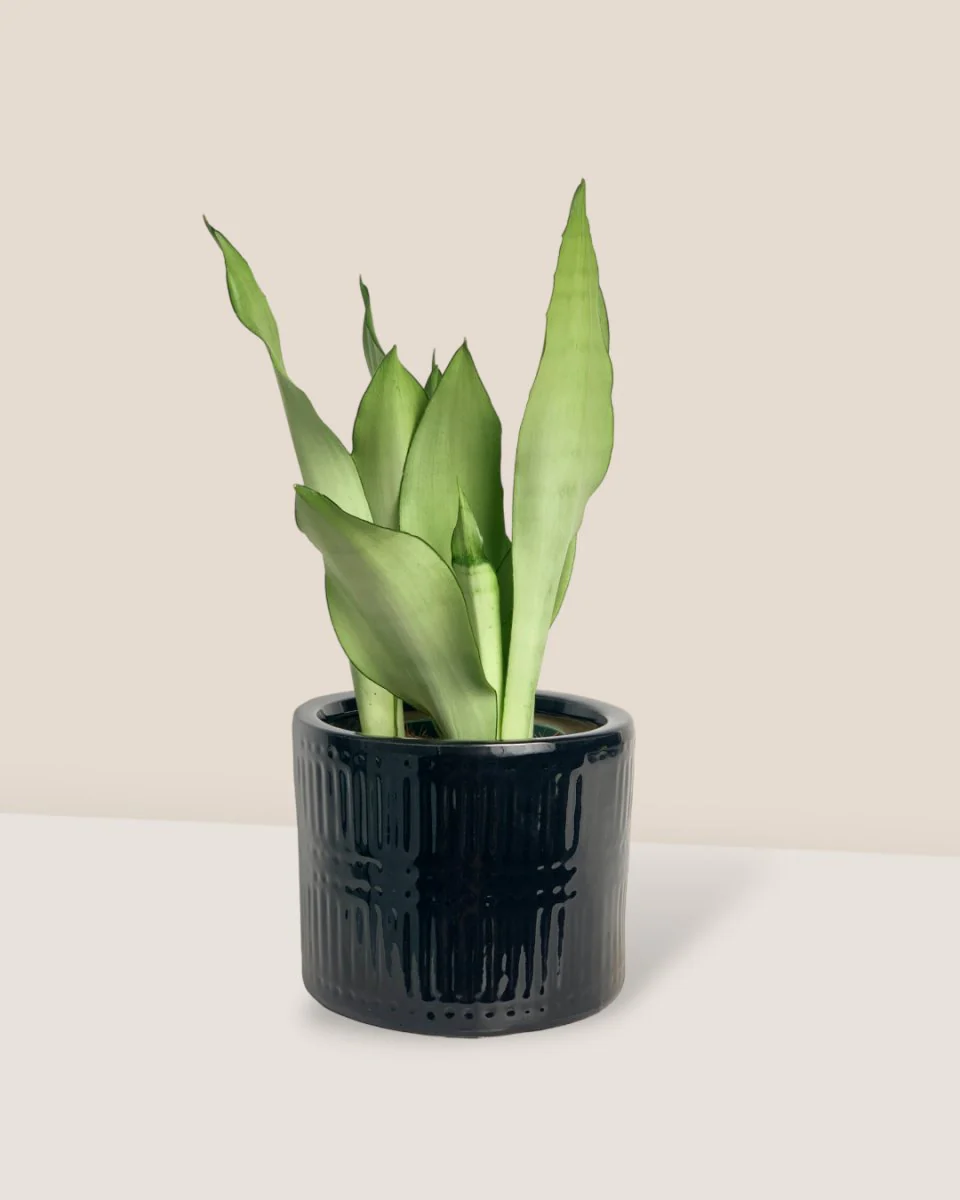 Sansevieria Moonshine - Image 4