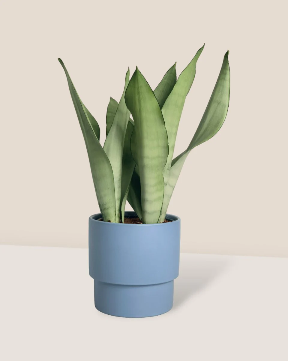 Sansevieria Moonshine - Image 5
