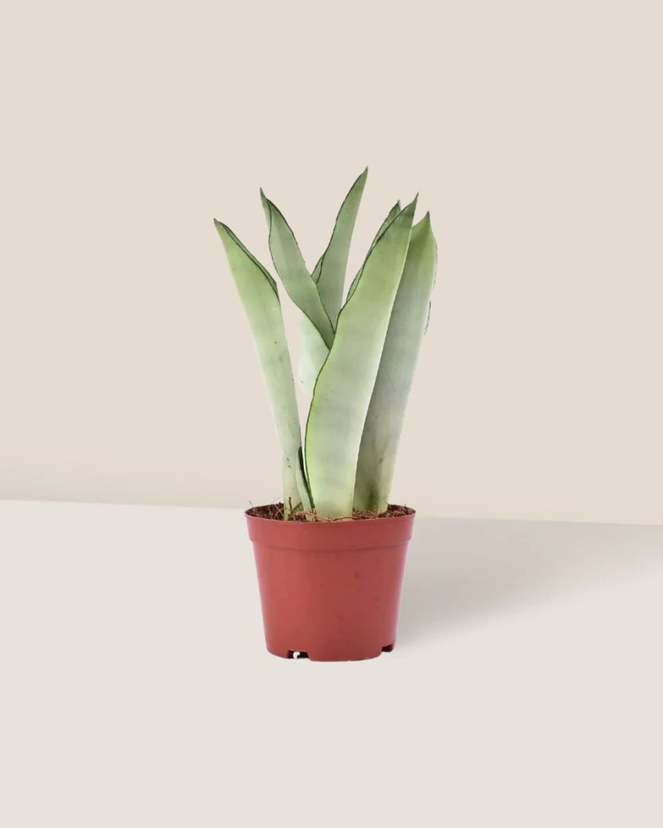 Sansevieria Moonshine - Image 6
