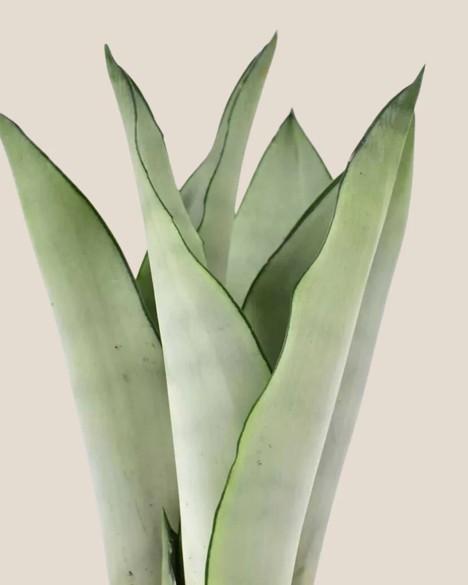 Sansevieria Moonshine - Image 7