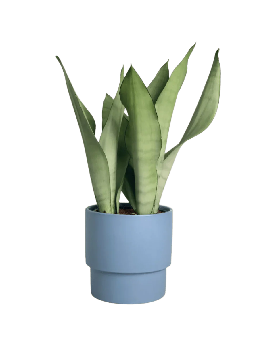 Sansevieria Moonshine - Image 9