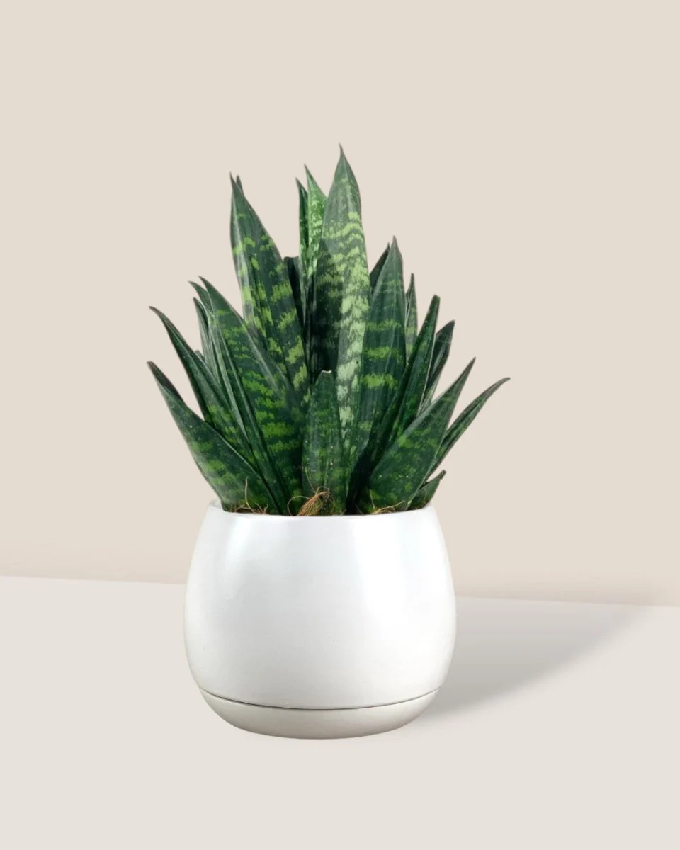 Sansevieria Trifasciata ‘Hahnii Crested’ - Image 3