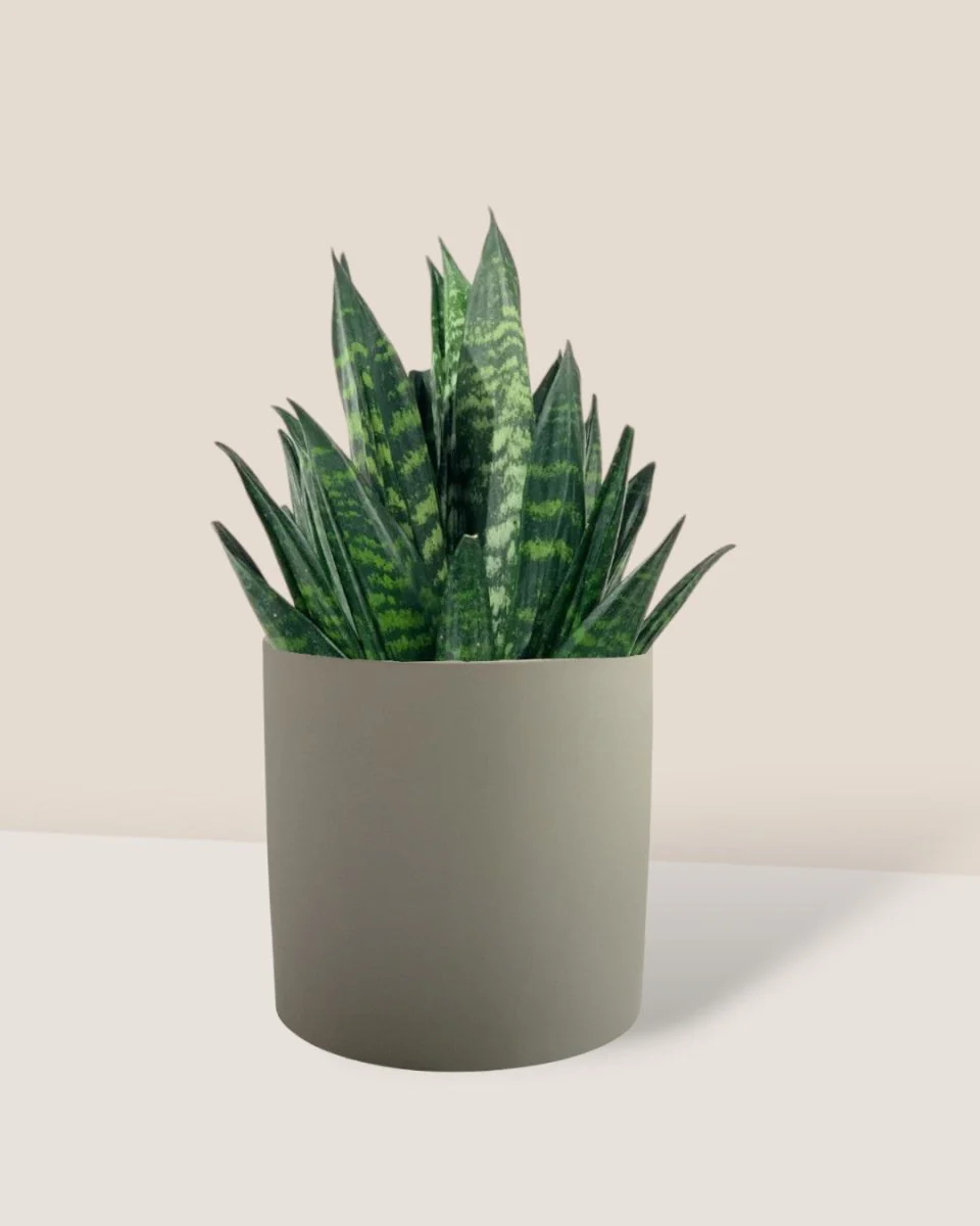 Sansevieria Trifasciata ‘Hahnii Crested’ - Image 4