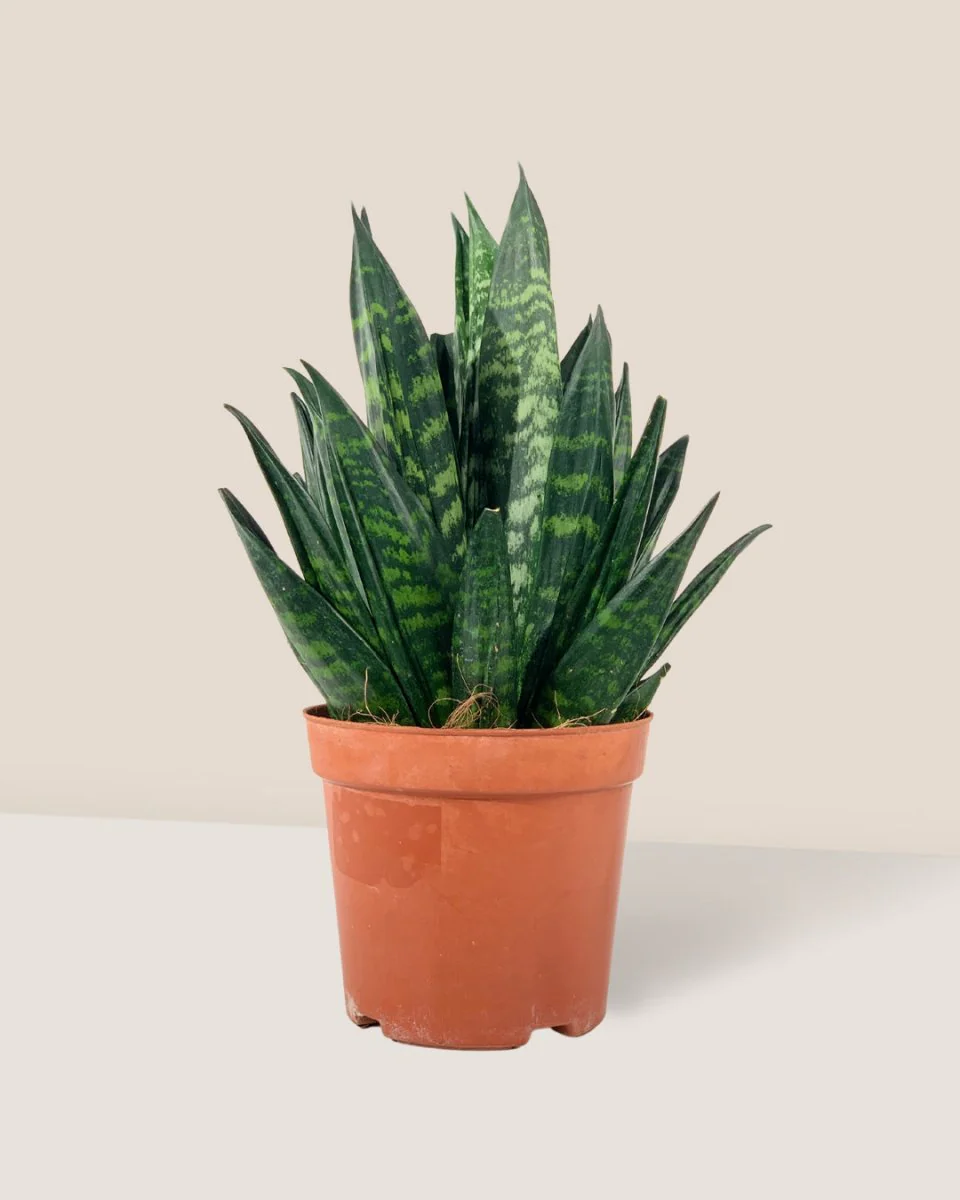 Sansevieria Trifasciata ‘Hahnii Crested’ - Image 5