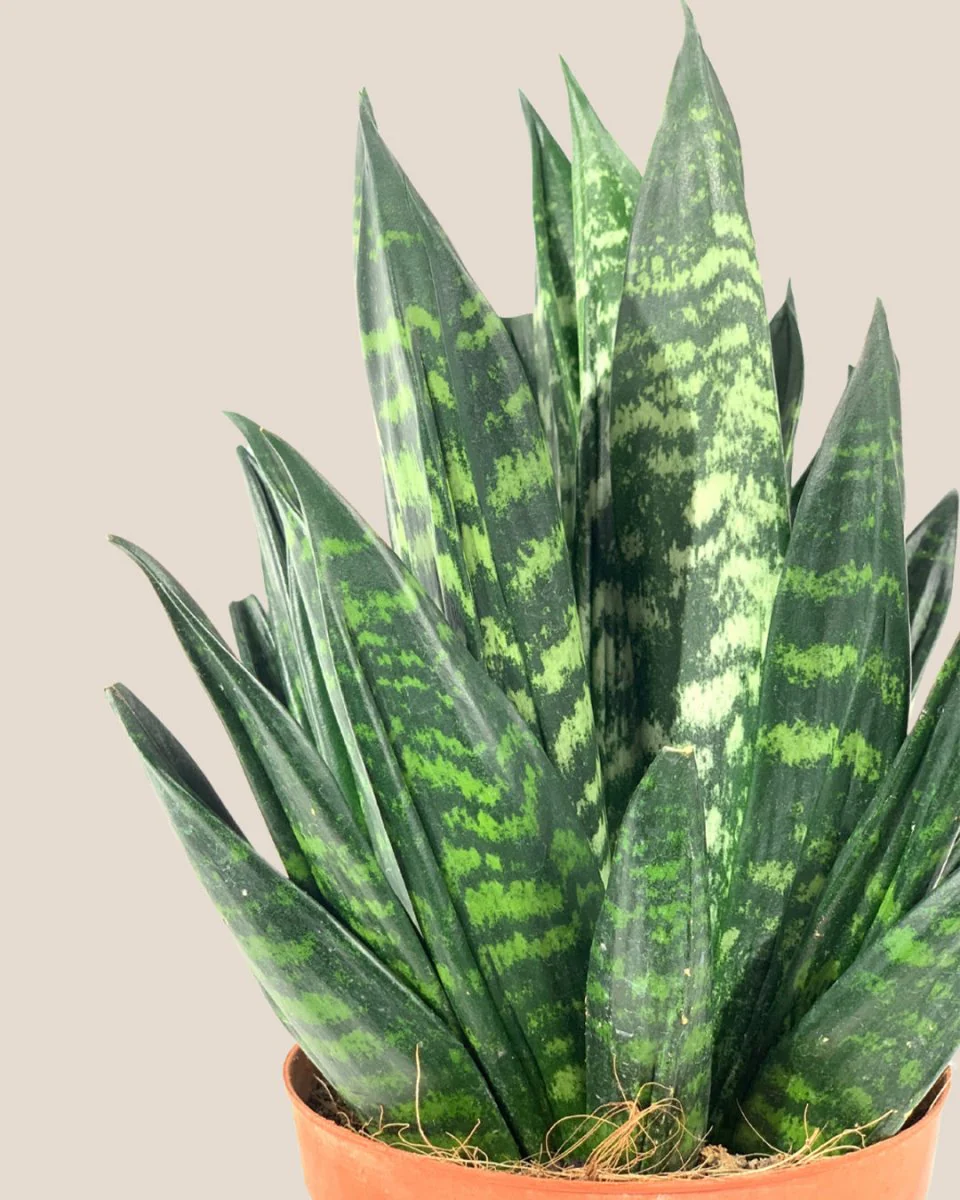 Sansevieria Trifasciata ‘Hahnii Crested’ - Image 6