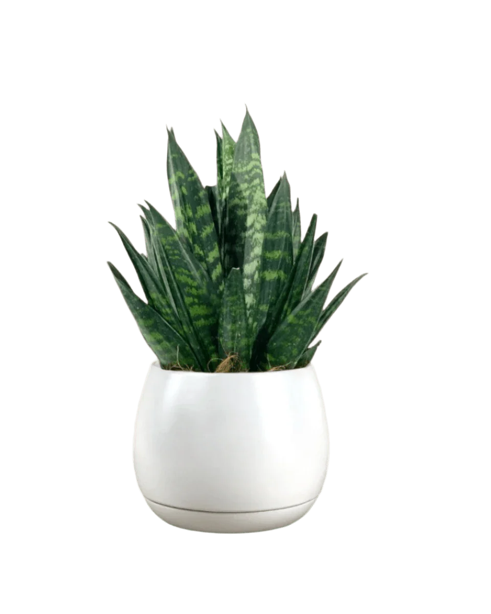 Sansevieria Trifasciata ‘Hahnii Crested’ - Image 7