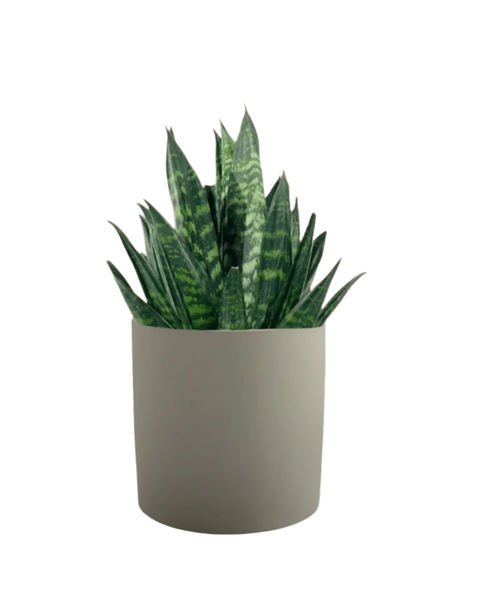 Sansevieria Trifasciata ‘Hahnii Crested’ - Image 8