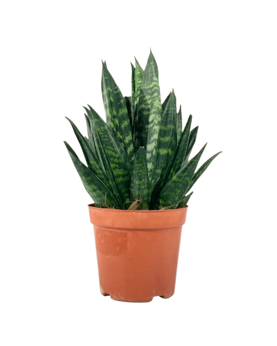 Sansevieria Trifasciata ‘Hahnii Crested’ - Image 9