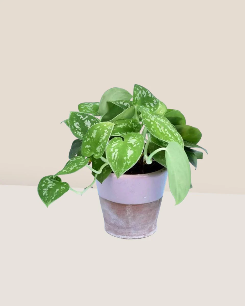 Satin Pothos - Image 10